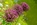Blume-Balitempel