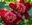 Blume-Balitempel