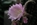 Blume