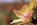 Blume-Hibiskus