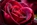Blume-Rose
