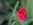 Blume-Tulpe