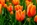 Blumen-Tulpen