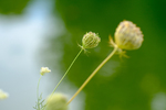 Pflanze, Garten, Park, Blume, Blüte