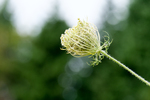 Pflanze, Garten, Park, Blume, Blüte