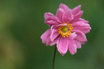 Pflanze, Garten, Park, Blume, Blüte