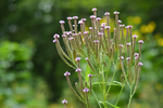 Pflanze, Garten, Park, Blume, Blüte