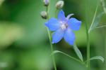 Pflanze, Garten, Park, Blume, Blüte