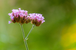 Pflanze, Garten, Park, Blume, Blüte