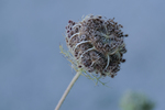 Pflanze, Garten, Park, Blume, Blüte