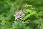 Pflanze, Garten, Park, Blume, Blüte