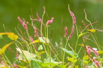 Pflanze, Garten, Park, Blume, Blüte