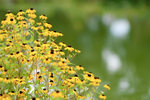 Pflanze, Garten, Park, Blume, Blüte