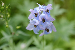 Pflanze, Garten, Park, Blume, Blüte