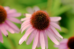 Pflanze, Garten, Park, Blume, Blüte