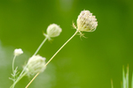 Pflanze, Garten, Park, Blume, Blüte