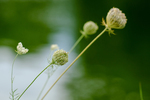 Pflanze, Garten, Park, Blume, Blüte