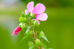 Pflanze, Garten, Park, Blume, Blüte