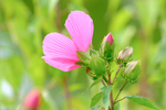Pflanze, Garten, Park, Blume, Blüte