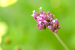 Pflanze, Garten, Park, Blume, Blüte