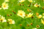 Pflanze, Garten, Park, Blume, Blüte