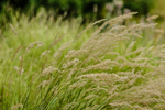 Pflanze, Garten, Park, Blume, Blüte