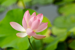 Pflanze, Garten, Park, Blume, Blüte