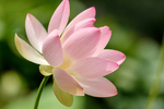 Pflanze, Garten, Park, Blume, Blüte