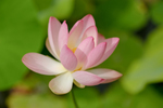 Pflanze, Garten, Park, Blume, Blüte