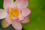 Pflanze, Garten, Park, Blume, Blüte