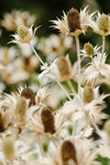 Pflanze, Garten, Park, Blume, Blüte