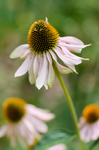 Pflanze, Garten, Park, Blume, Blüte
