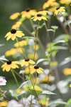 Pflanze, Garten, Park, Blume, Blüte