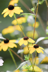 Pflanze, Garten, Park, Blume, Blüte