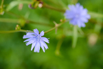 Pflanze, Garten, Park, Blume, Blüte