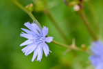 Pflanze, Garten, Park, Blume, Blüte
