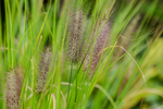 Pflanze, Garten, Park, Blume, Blüte