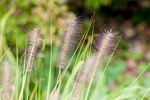 Pflanze, Garten, Park, Blume, Blüte