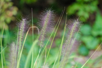 Pflanze, Garten, Park, Blume, Blüte
