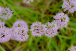Pflanze, Garten, Park, Blume, Blüte