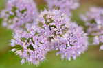 Pflanze, Garten, Park, Blume, Blüte