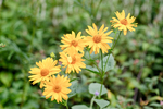 Pflanze, Garten, Park, Blume, Blüte