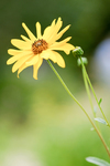 Pflanze, Garten, Park, Blume, Blüte