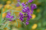 Pflanze, Garten, Park, Blume, Blüte