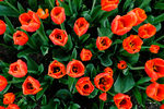 Pflanze, Garten, Park, Blume, Blüte