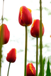 Pflanze, Garten, Park, Blume, Blüte