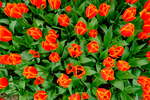 Pflanze, Garten, Park, Blume, Blüte