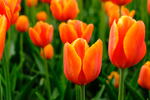 Pflanze, Garten, Park, Blume, Blüte