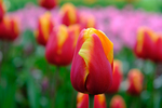 Pflanze, Garten, Park, Blume, Blüte