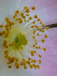 Pflanze, Garten, Park, Blume, Blüte